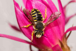 Anthidium oblongatum / Felsspalten-Wollbiene / "Blattschneiderbienenartige" - Megachilidae / Ordnung: Hautflgler - Hymenoptera