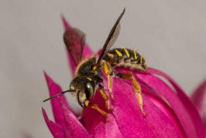 Anthidium oblongatum / Felsspalten-Wollbiene / "Blattschneiderbienenartige" - Megachilidae / Ordnung: Hautflgler - Hymenoptera