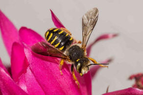 Anthidium oblongatum / Felsspalten-Wollbiene / "Blattschneiderbienenartige" - Megachilidae / Ordnung: Hautflgler - Hymenoptera