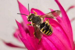 Anthidium oblongatum / Felsspalten-Wollbiene / "Blattschneiderbienenartige" - Megachilidae / Ordnung: Hautflgler - Hymenoptera