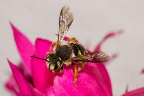 Anthidium oblongatum / Felsspalten-Wollbiene / "Blattschneiderbienenartige" - Megachilidae / Ordnung: Hautflgler - Hymenoptera