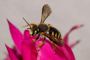 Anthidium oblongatum / Felsspalten-Wollbiene / "Blattschneiderbienenartige" - Megachilidae / Ordnung: Hautflgler - Hymenoptera