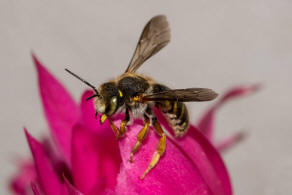 Anthidium oblongatum / Felsspalten-Wollbiene / "Blattschneiderbienenartige" - Megachilidae / Ordnung: Hautflgler - Hymenoptera