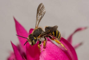 Anthidium oblongatum / Felsspalten-Wollbiene / "Blattschneiderbienenartige" - Megachilidae / Ordnung: Hautflgler - Hymenoptera