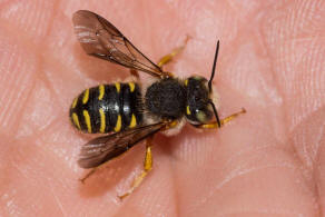 Anthidium oblongatum / Felsspalten-Wollbiene / "Blattschneiderbienenartige" - Megachilidae / Ordnung: Hautflgler - Hymenoptera