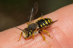 Anthidium oblongatum / Felsspalten-Wollbiene / "Blattschneiderbienenartige" - Megachilidae / Ordnung: Hautflgler - Hymenoptera