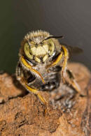 Anthidium punctatum / Weifleckige Wollbiene / Megachilidae / Blattschneiderbienenartige / Hautflgler - Hymenoptera