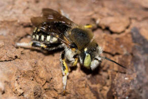 Anthidium punctatum / Weifleckige Wollbiene / Megachilidae / Blattschneiderbienenartige / Hautflgler - Hymenoptera