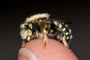 Anthidium punctatum / Weifleckige Wollbiene / Megachilidae / Blattschneiderbienenartige / Hautflgler - Hymenoptera