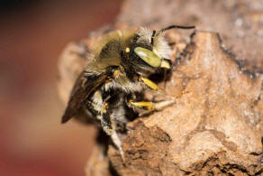 Anthidium punctatum / Weifleckige Wollbiene / Megachilidae / Blattschneiderbienenartige / Hautflgler - Hymenoptera