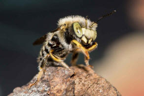 Anthidium punctatum / Weifleckige Wollbiene / Megachilidae / Blattschneiderbienenartige / Hautflgler - Hymenoptera