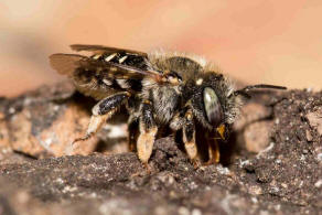 Anthidium punctatum / Weifleckige Wollbiene / Megachilidae / Blattschneiderbienenartige / Hautflgler - Hymenoptera
