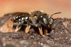 Anthidium punctatum / Weifleckige Wollbiene / Megachilidae / Blattschneiderbienenartige / Hautflgler - Hymenoptera