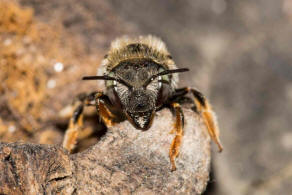 Anthidium punctatum / Weifleckige Wollbiene / Megachilidae / Blattschneiderbienenartige / Hautflgler - Hymenoptera