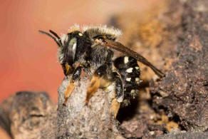 Anthidium punctatum / Weifleckige Wollbiene / Megachilidae / Blattschneiderbienenartige / Hautflgler - Hymenoptera