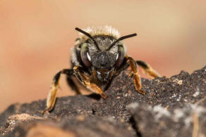 Anthidium punctatum / Weifleckige Wollbiene / Megachilidae / Blattschneiderbienenartige / Hautflgler - Hymenoptera