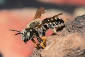 Anthidium punctatum / Weifleckige Wollbiene / Megachilidae / Blattschneiderbienenartige / Hautflgler - Hymenoptera