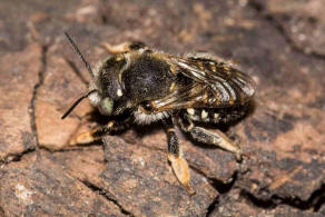 Anthidium punctatum / Weifleckige Wollbiene / Megachilidae / Blattschneiderbienenartige / Hautflgler - Hymenoptera