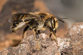 Anthidium septemspinosum / Siebendornige Wollbiene / "Blattschneiderbienenartige" - Megachilidae / Ordnung: Hautflgler - Hymenoptera