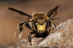 Anthidium septemspinosum / Siebendornige Wollbiene / "Blattschneiderbienenartige" - Megachilidae / Ordnung: Hautflgler - Hymenoptera