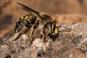 Anthidium septemspinosum / Siebendornige Wollbiene / "Blattschneiderbienenartige" - Megachilidae / Ordnung: Hautflgler - Hymenoptera