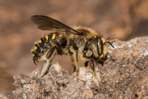 Anthidium septemspinosum / Siebendornige Wollbiene / "Blattschneiderbienenartige" - Megachilidae / Ordnung: Hautflgler - Hymenoptera