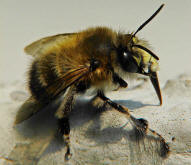 Anthophora plumipes / Frhlings-Pelzbiene / Apinae (Echte Bienen) / Mnnchen