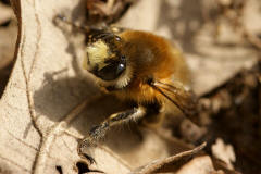 Anthophora plumipes / Frhlings-Pelzbiene / Apinae (Echte Bienen) / Mnnchen