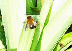 Anthophora plumipes / Frühlings-Pelzbiene / Apinae (Echte Bienen)