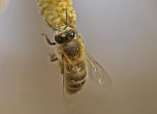 Apis mellifera / Honigbiene / Apinae (Echte Bienen)