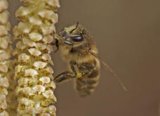 Apis mellifera / Honigbiene / Apinae (Echte Bienen)