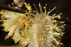 Apis mellifera / Honigbiene / Apinae (Echte Bienen)