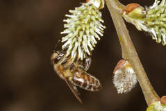 Apis mellifera / Honigbiene / Apinae (Echte Bienen)