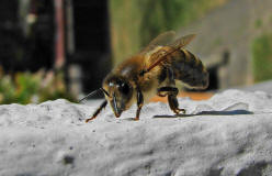 Apis mellifera / Honigbiene / Apinae (Echte Bienen)