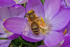 Apis mellifera / Honigbiene / Apinae (Echte Bienen)