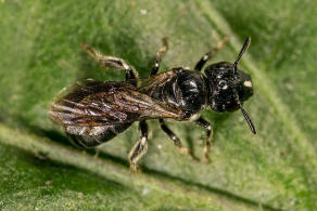 Ceratina cucurbitina / Schwarze Keulenhornbiene / Apinae (Echte Bienen)