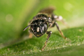 Ceratina cucurbitina / Schwarze Keulenhornbiene / Apinae (Echte Bienen)