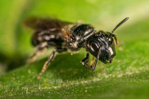 Ceratina cucurbitina / Schwarze Keulenhornbiene / Apinae (Echte Bienen)