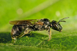 Ceratina cucurbitina / Schwarze Keulenhornbiene / Apinae (Echte Bienen)