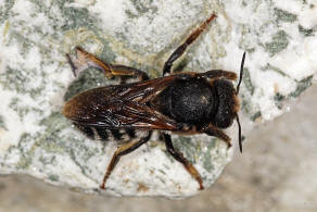 Megachile (Chalicodoma) albocristata Smith, 1853 / Megachilidae - Blattschneiderbienenartige / Hautflgler - Hymenoptera