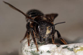 Megachile (Chalicodoma) albocristata Smith, 1853 / Megachilidae - Blattschneiderbienenartige / Hautflgler - Hymenoptera