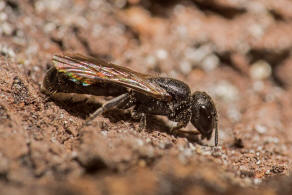 Chelostoma (Osmia) campanularum / Kurzfransige Glockenblumen-Scherenbiene / "Blattschneiderbienenartige" - Megachilidae / Ordnung: Hautflgler - Hymenoptera