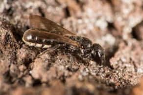 Chelostoma (Osmia) campanularum / Kurzfransige Glockenblumen-Scherenbiene / "Blattschneiderbienenartige" - Megachilidae / Ordnung: Hautflgler - Hymenoptera