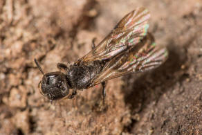 Chelostoma (Osmia) campanularum / Kurzfransige Glockenblumen-Scherenbiene / "Blattschneiderbienenartige" - Megachilidae / Ordnung: Hautflgler - Hymenoptera