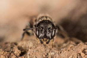 Chelostoma (Osmia) campanularum / Kurzfransige Glockenblumen-Scherenbiene / "Blattschneiderbienenartige" - Megachilidae / Ordnung: Hautflgler - Hymenoptera