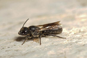 Chelostoma foveolatum (Morawitz, 1868) / Gruben-Scherenbiene / "Blattschneiderbienenartige" - Megachilidae / Hautflgler - Hymenoptera