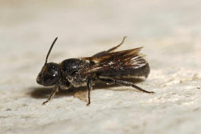 Chelostoma foveolatum (Morawitz, 1868) / Gruben-Scherenbiene / "Blattschneiderbienenartige" - Megachilidae / Hautflgler - Hymenoptera