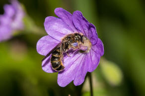 Chelostoma rapunculi / Hahnenfu-Scherenbiene / "Blattschneiderbienenartige" - Megachilidae / Ordnung: Hautflgler - Hymenoptera