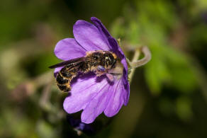 Chelostoma (Osmia) rapunculi / Hahnenfu-Scherenbiene / "Blattschneiderbienenartige" - Megachilidae / Ordnung: Hautflgler - Hymenoptera