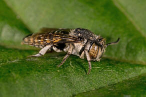 Coelioxys afra / Schuppenhaarige Kegelbiene / Megachilidae / Ordnung:  Hautflgler - Hymenoptera